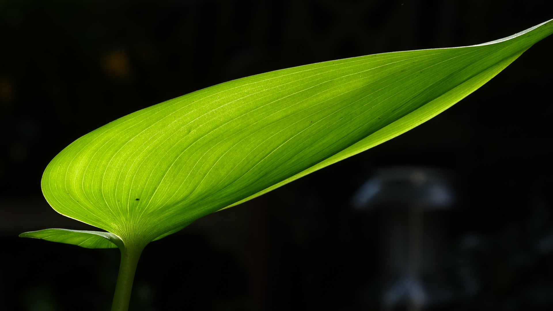 Teichlilienblatt im Sommersonnenlicht.