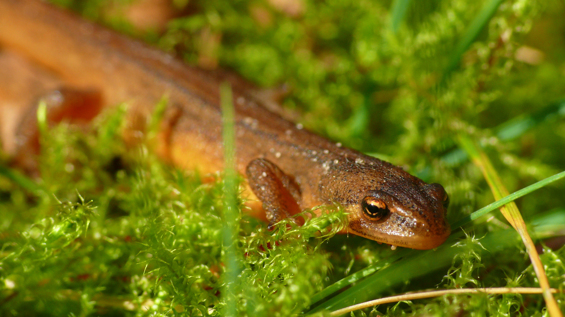 Teichmolch (Lissotriton vulgaris)