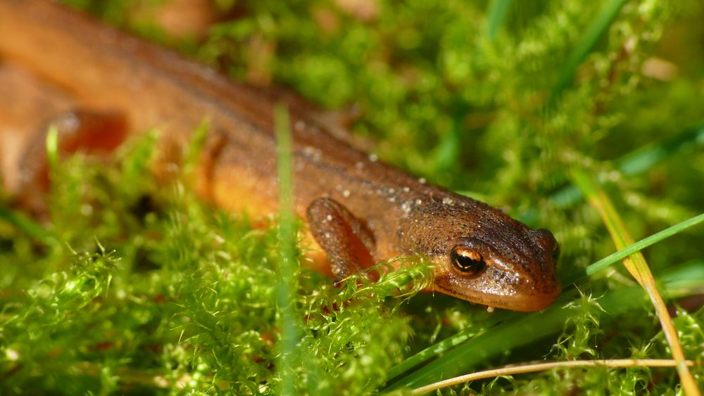 Teichmolch (Lissotriton vulgaris) Foto & Bild tiere, wildlife