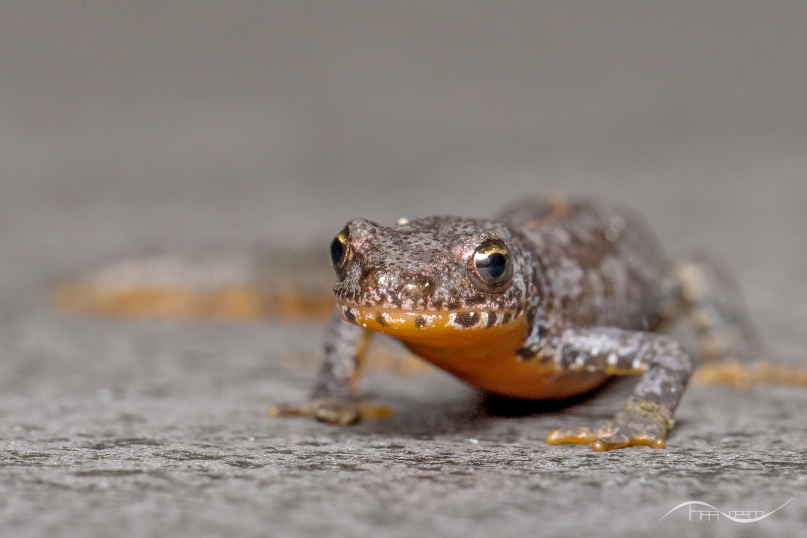 Teichmolch Lissotriton vulgaris