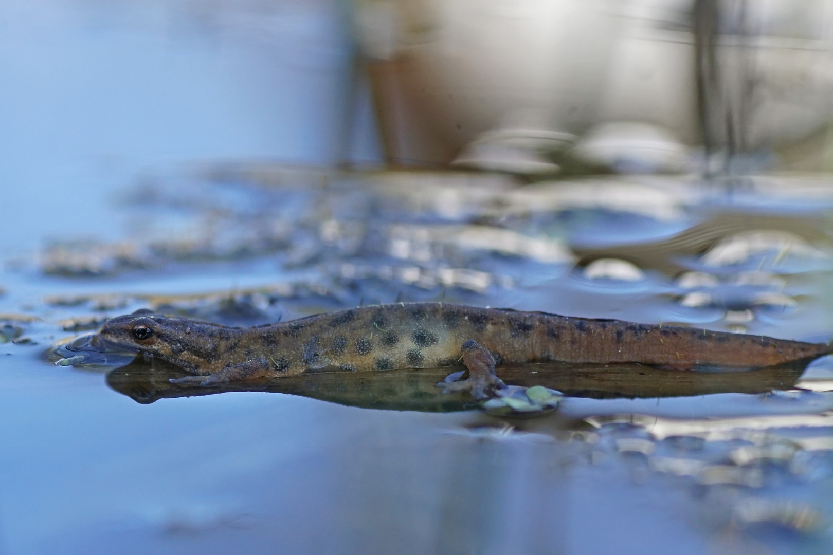 Teichmolch (Lissotriton vulgaris), Männchen