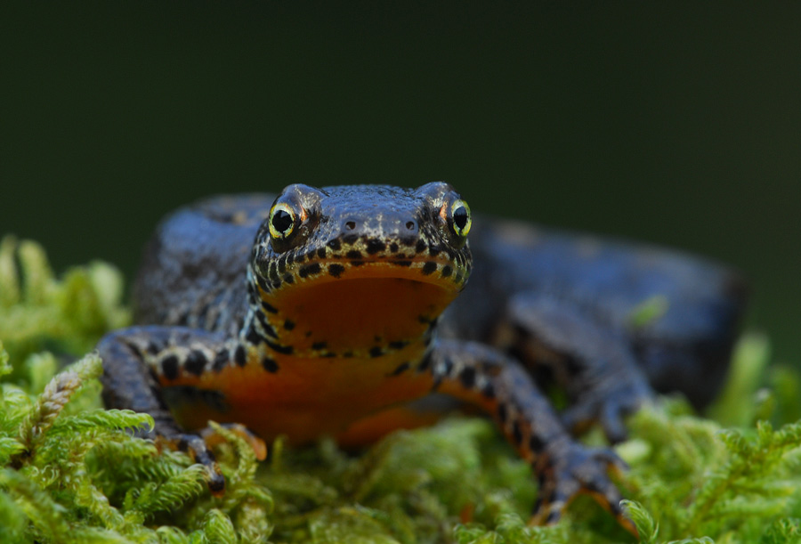 Teichmolch Männchen2 Foto & Bild tiere, wildlife, amphibien