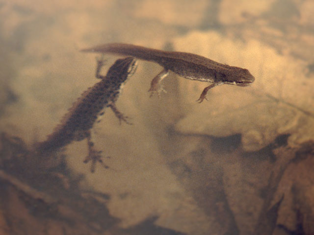 "Teichmolch-Paar" (Triturus vulgaris)