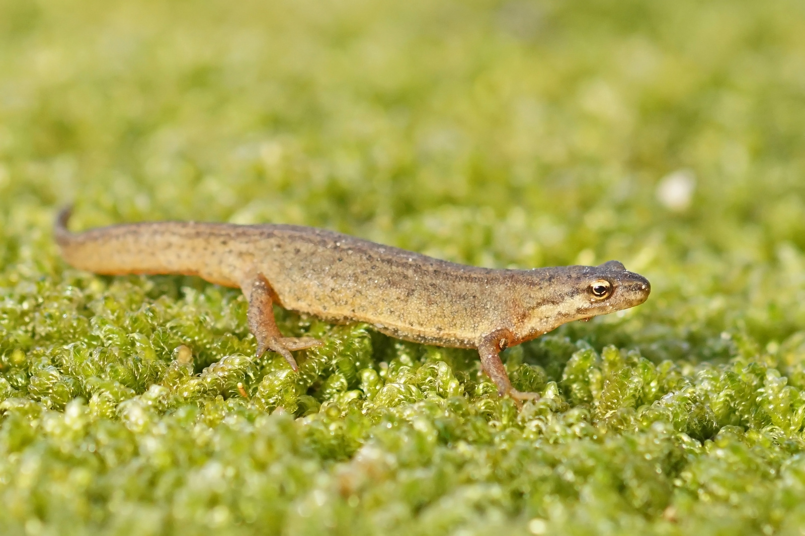 Teichmolch (Triturus vulgaris), Weibchen