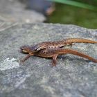 Teichmolche auf dem Weg zur Überwinterung