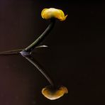 Teichmummel (Nuphar lutea)