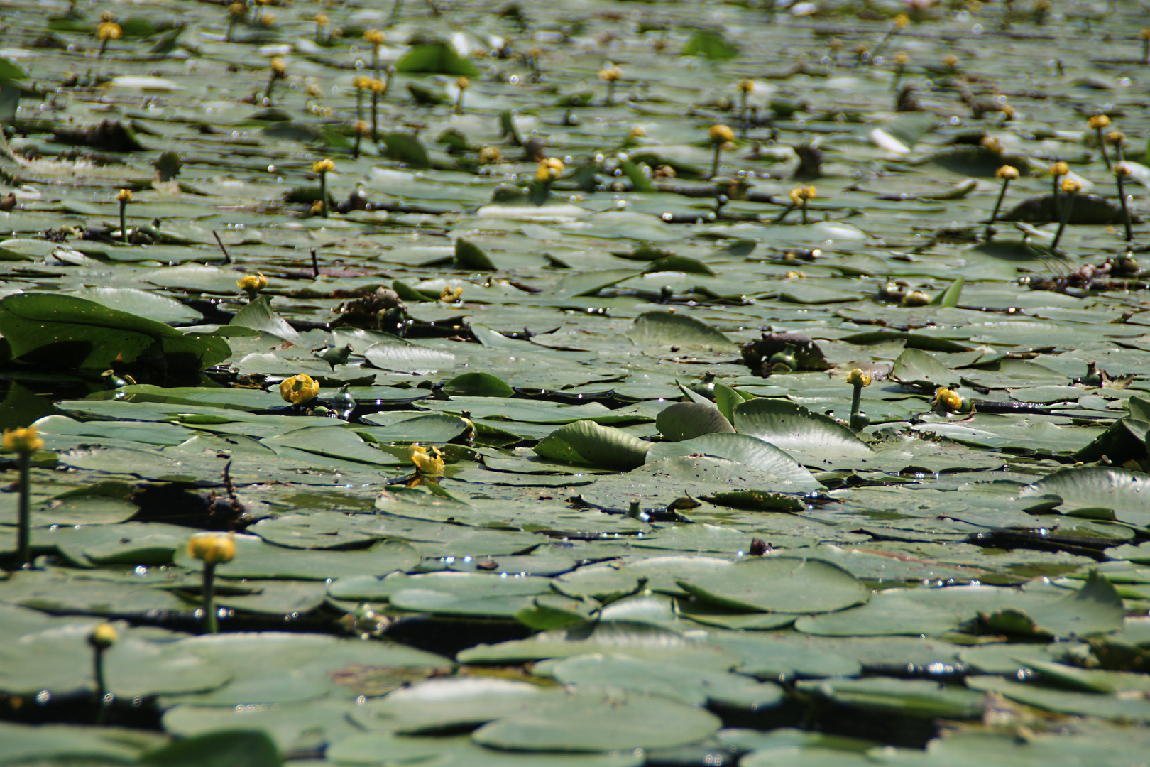 Teichmummel oder auch gelbe Teichrose im Schlosspark Dennenlohe