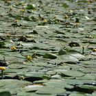 Teichmummel oder auch gelbe Teichrose im Schlosspark Dennenlohe