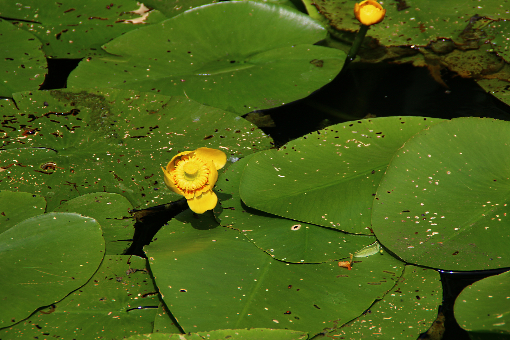 Teichmummel oder auch gelbe Teichrose im Schlosspark Dennenlohe