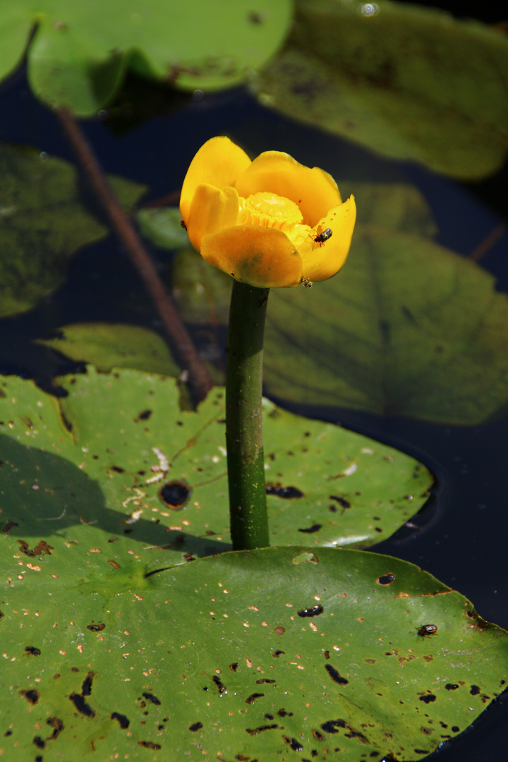 Teichmummel oder auch gelbe Teichrose im Schlosspark Dennenlohe