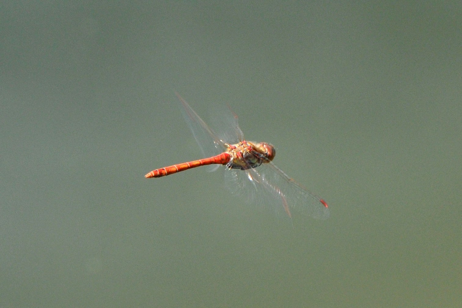 Teichpatrouille