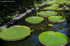 Teichpflanzen im Parque Terra Nostra