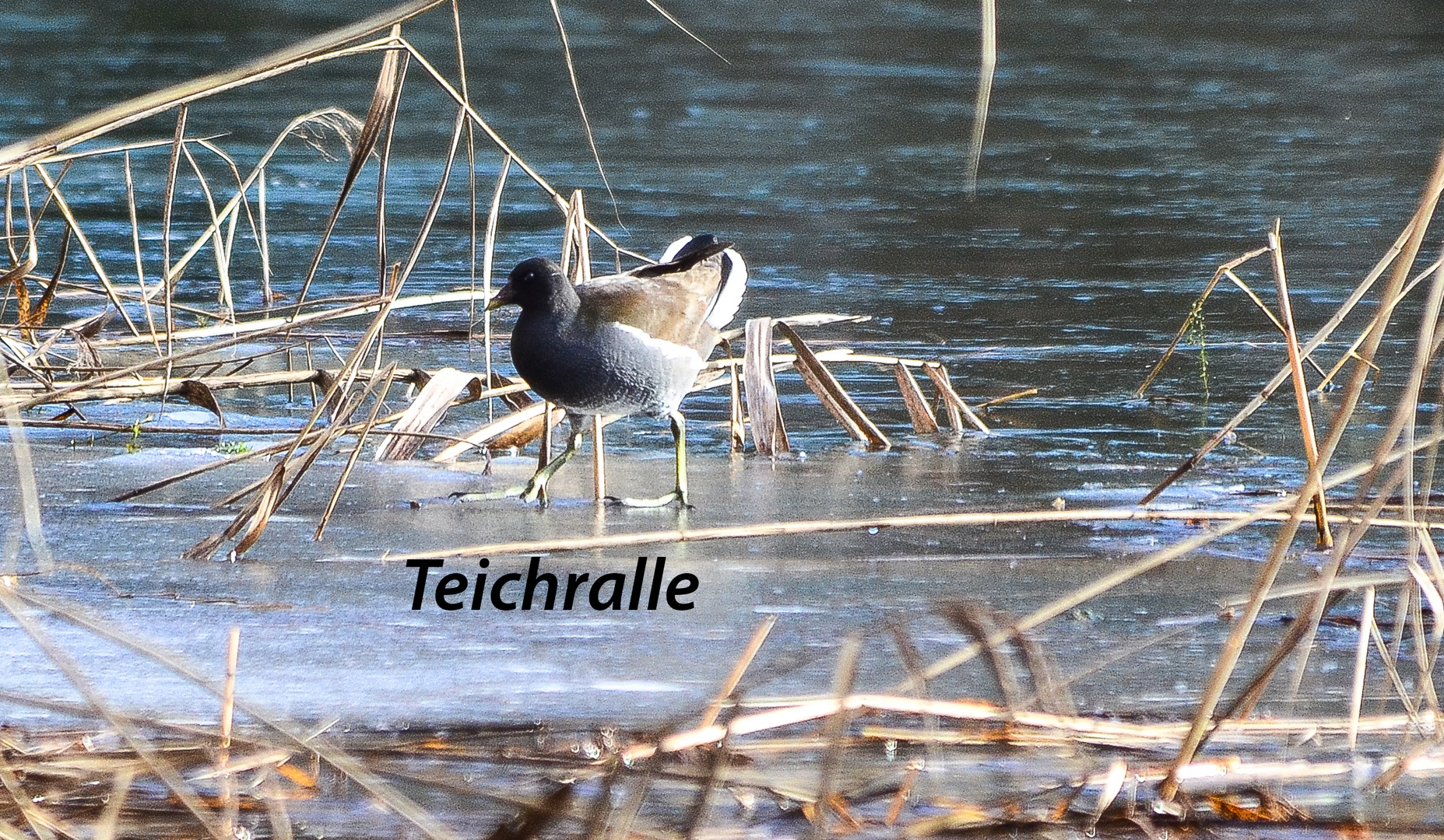 Teichralle