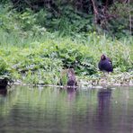 Teichralle aus mehr als 50m Entfernung