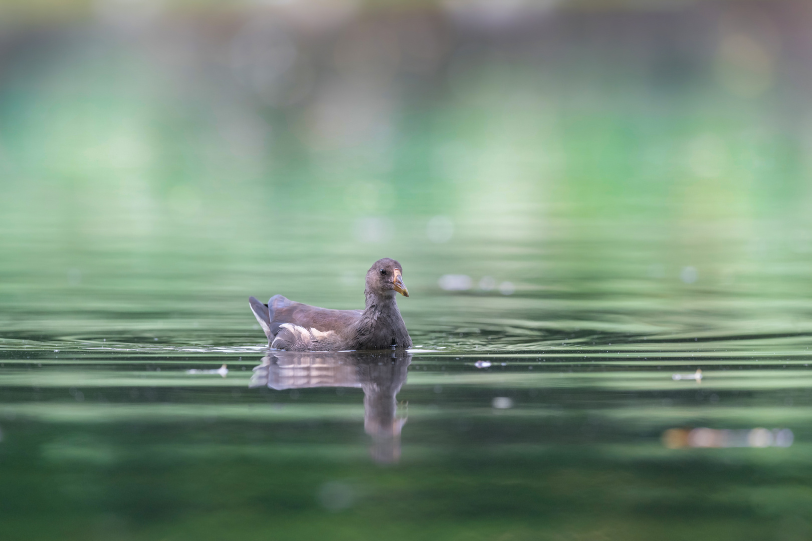 Teichralle (Gallinula chloropus)