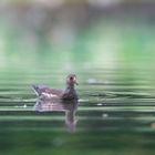 Teichralle (Gallinula chloropus)