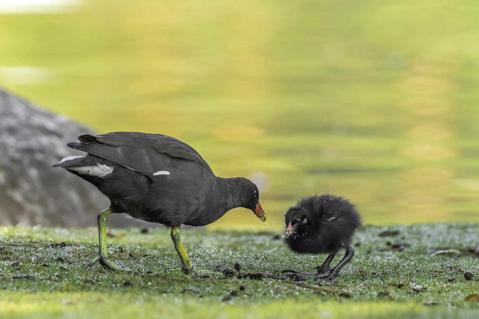 Teichralle (Gallinula chloropus)