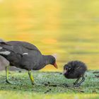 Teichralle (Gallinula chloropus)