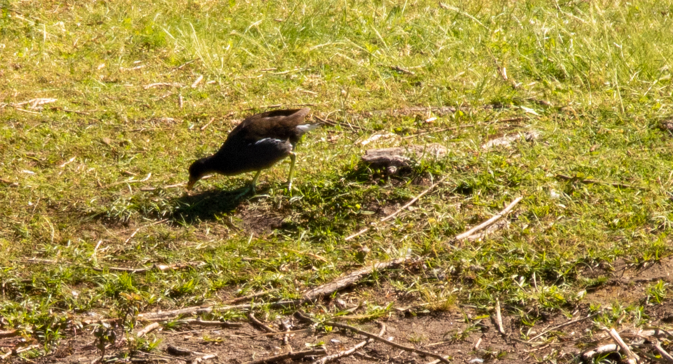 Teichralle (Gallinula chloropus)