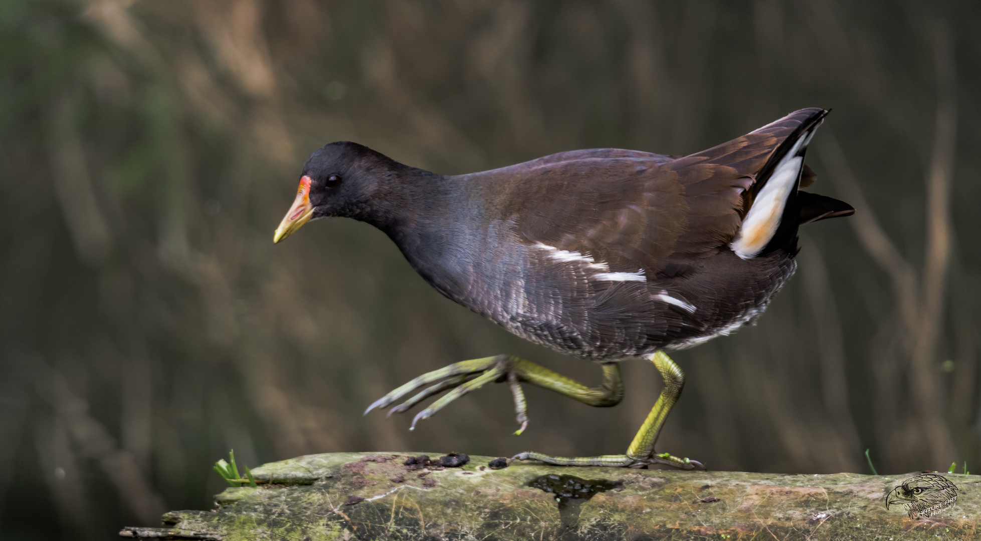 Teichralle (Gallinula chloropus)