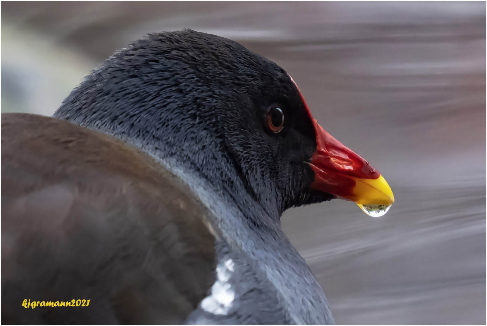 teichralle (gallinula chloropus)....