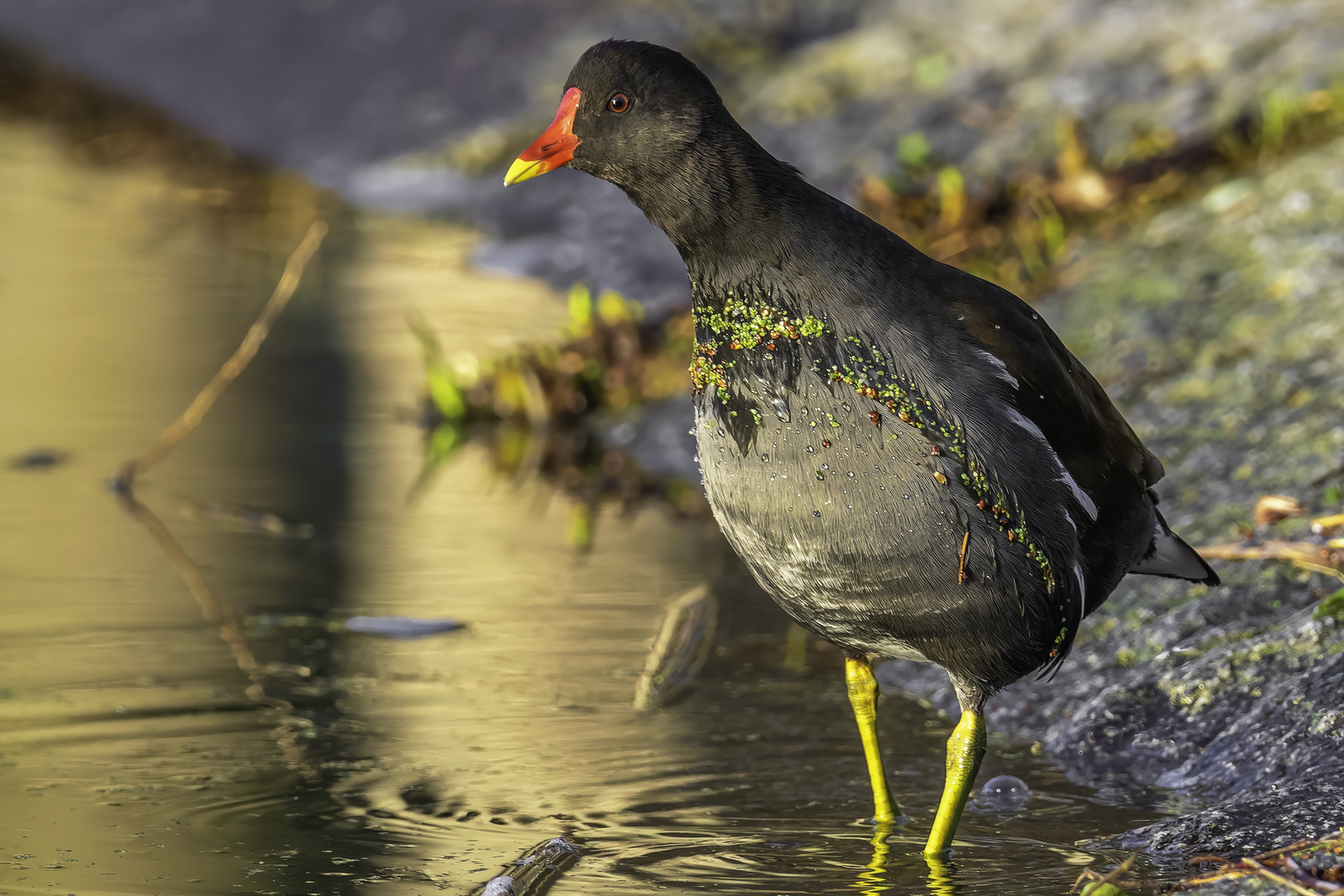 Teichralle (Gallinula chloropus)