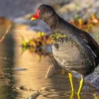 Teichralle (Gallinula chloropus)