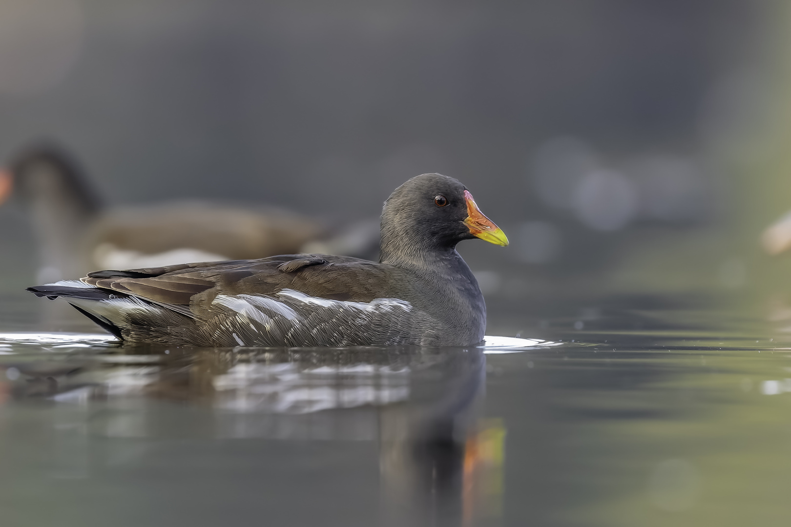 Teichralle (Gallinula chloropus)