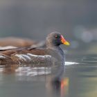 Teichralle (Gallinula chloropus)