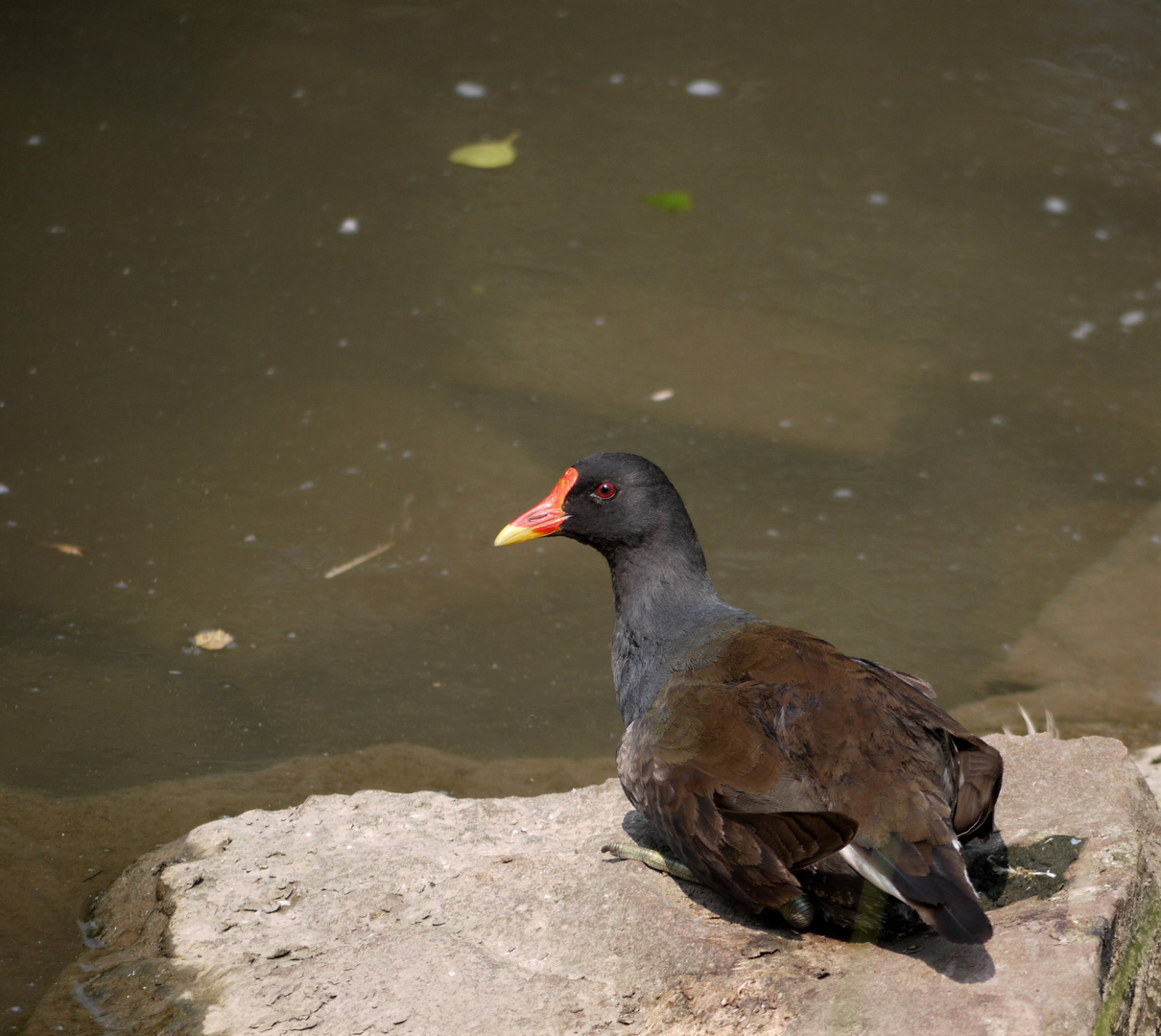 Teichralle (Gallinula chloropus)