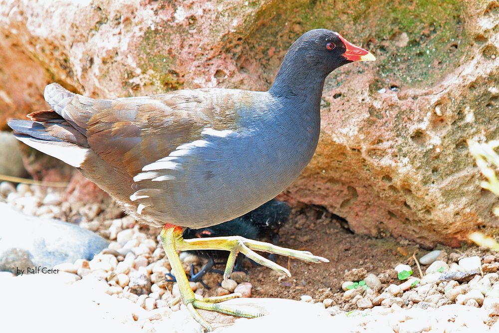 Teichralle (Gallinula chloropus)