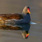 Teichralle (Gallinula chloropus)