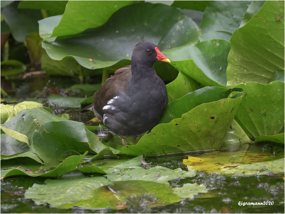 teichralle (gallinula chloropus)....