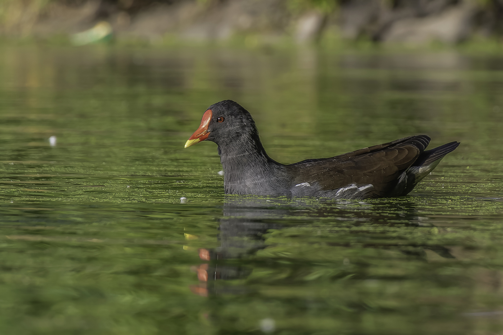 Teichralle (Gallinula chloropus)