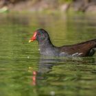 Teichralle (Gallinula chloropus)