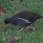 Teichralle (Gallinula chloropus) am Aasee in Münster