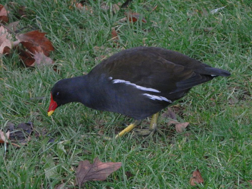 Teichralle (Gallinula chloropus) am Aasee in Münster