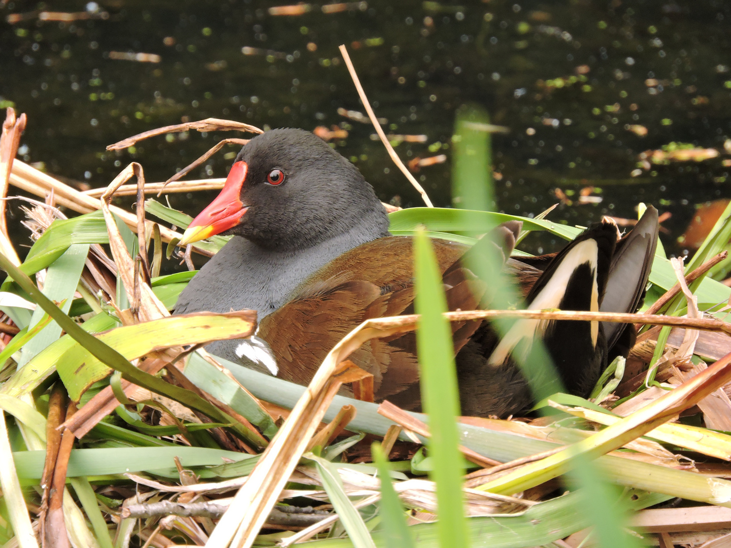 Teichralle (Gallinula chloropus) auf Nest