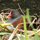 Teichralle (Gallinula chloropus) auf Nest