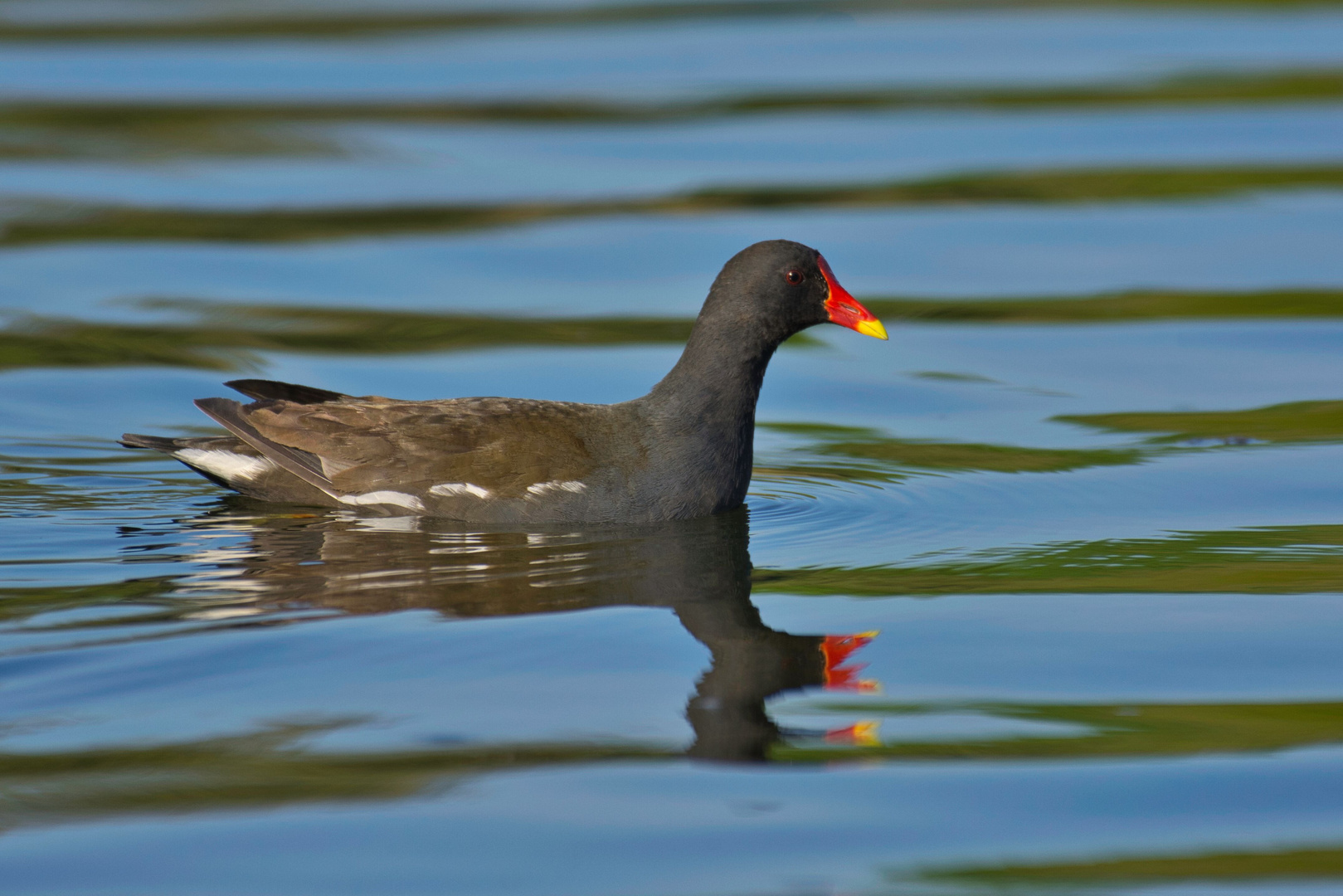 Teichralle (Gallinula chloropus)