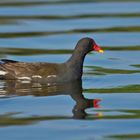 Teichralle (Gallinula chloropus)