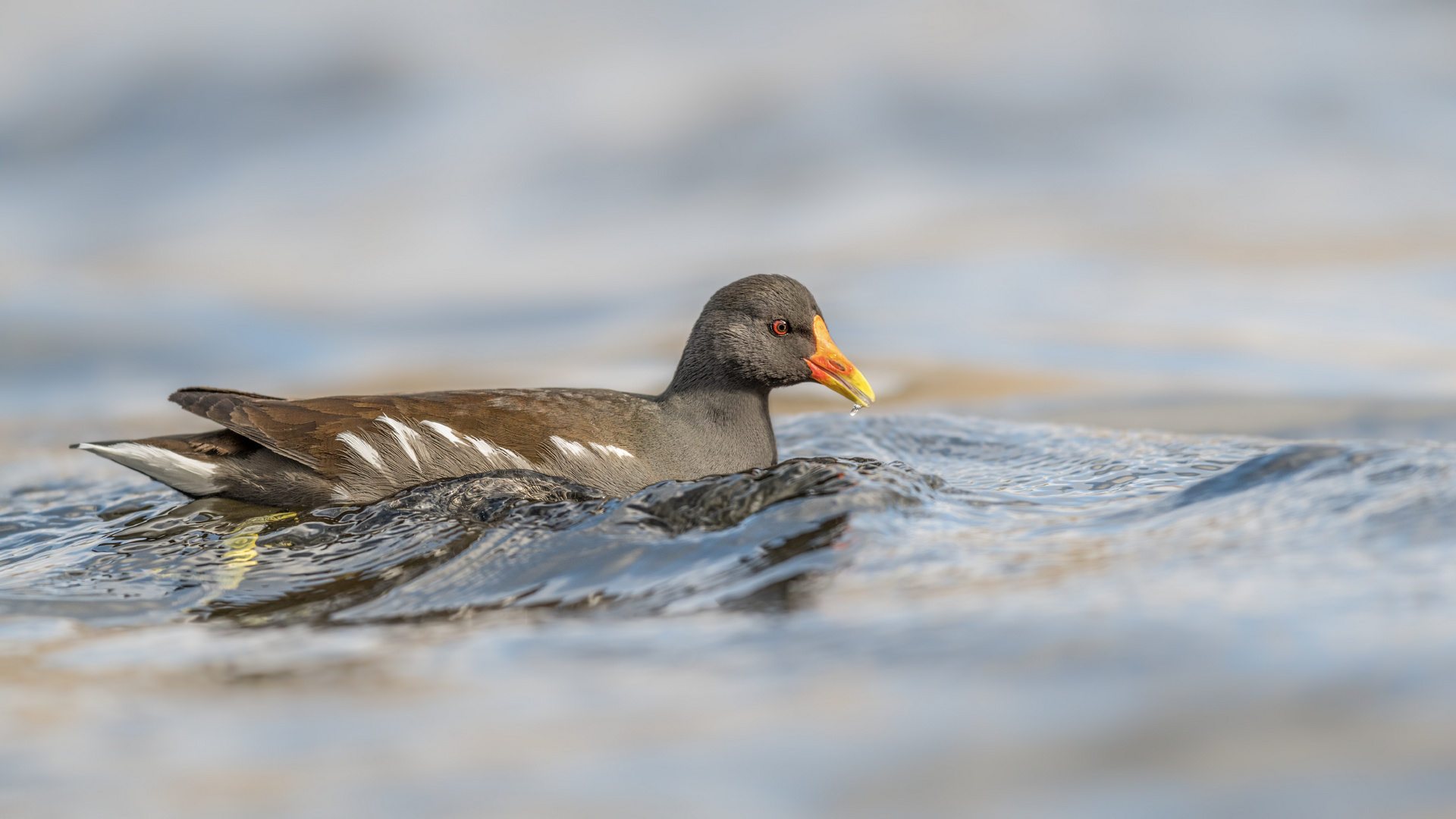 Teichralle (Gallinula chloropus)