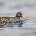 Teichralle (Gallinula chloropus)