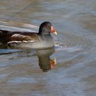 Teichralle ( Gallinula chloropus)