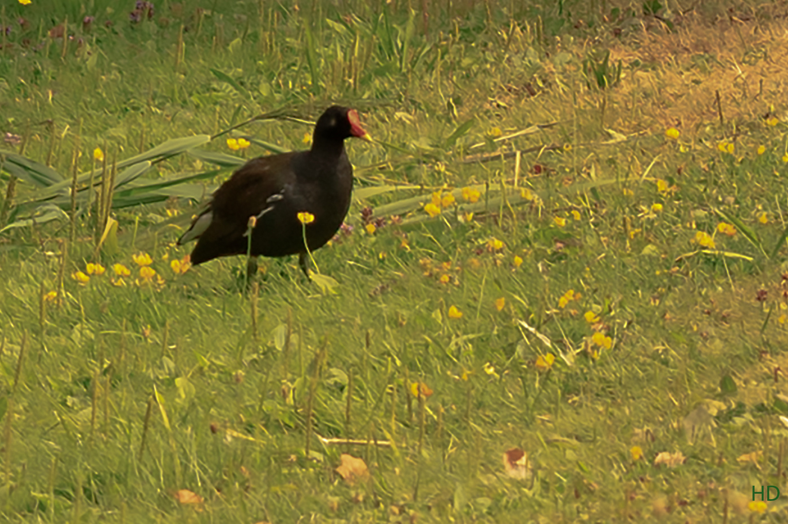 Teichralle (Gallinula chloropus) im Park