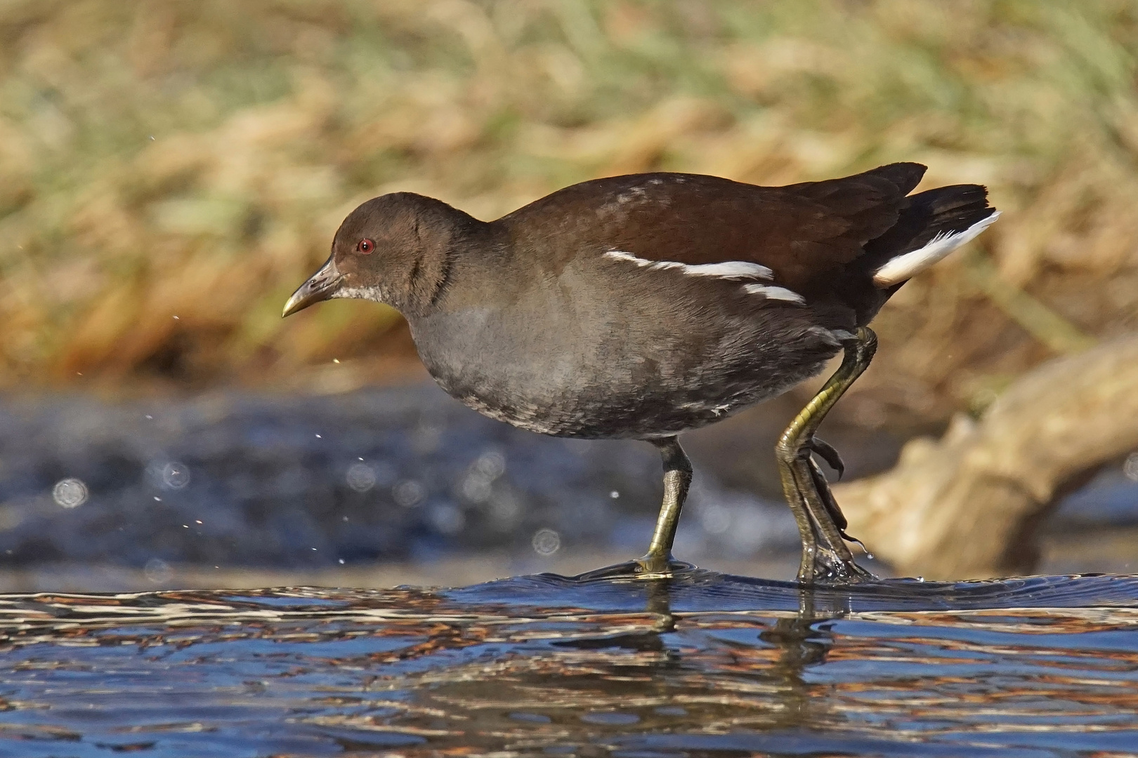 Teichralle (Gallinula chloropus), Jungvogel