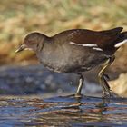 Teichralle (Gallinula chloropus), Jungvogel