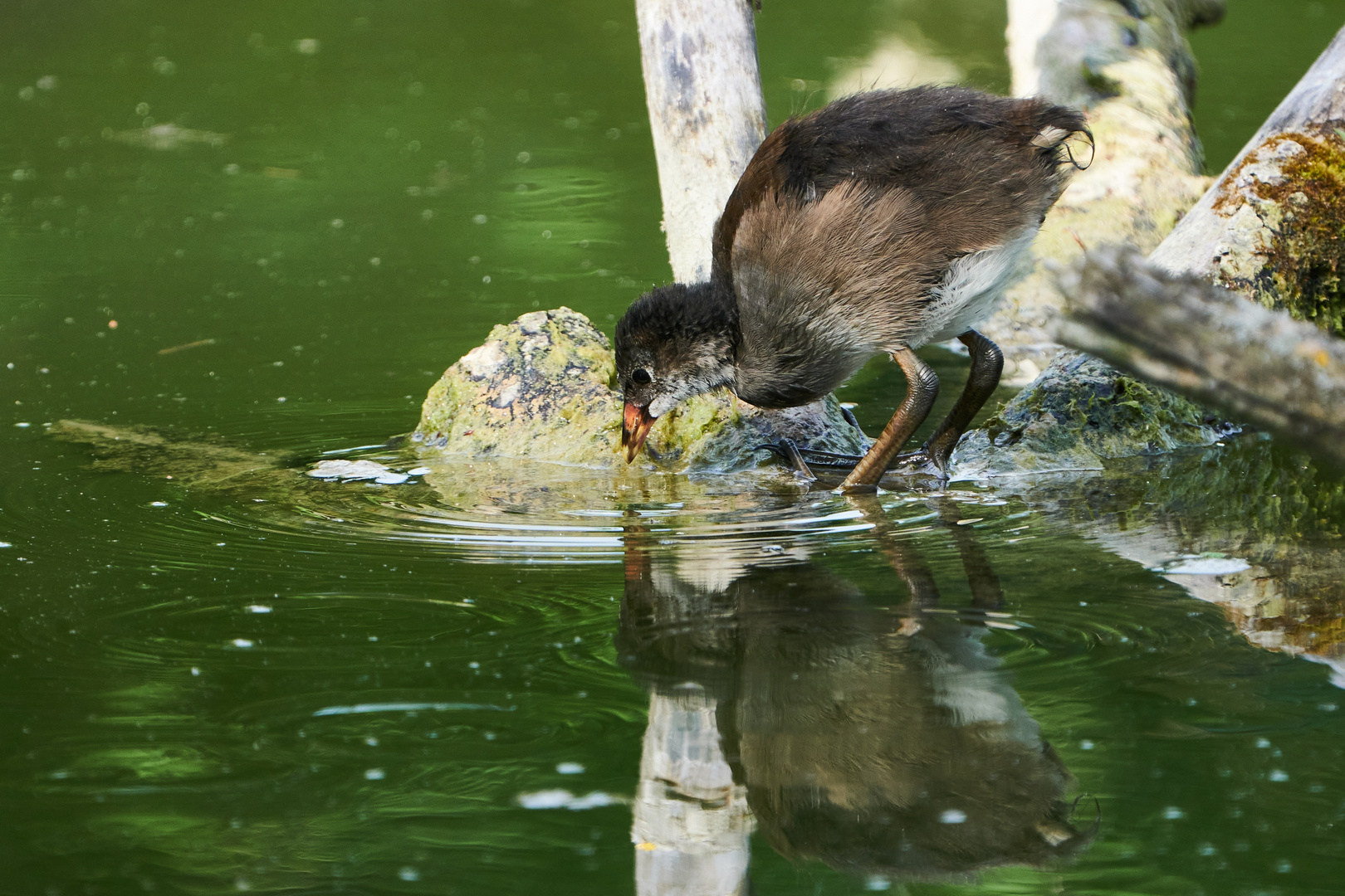 Teichralle (Gallinula chloropus) - Küken 