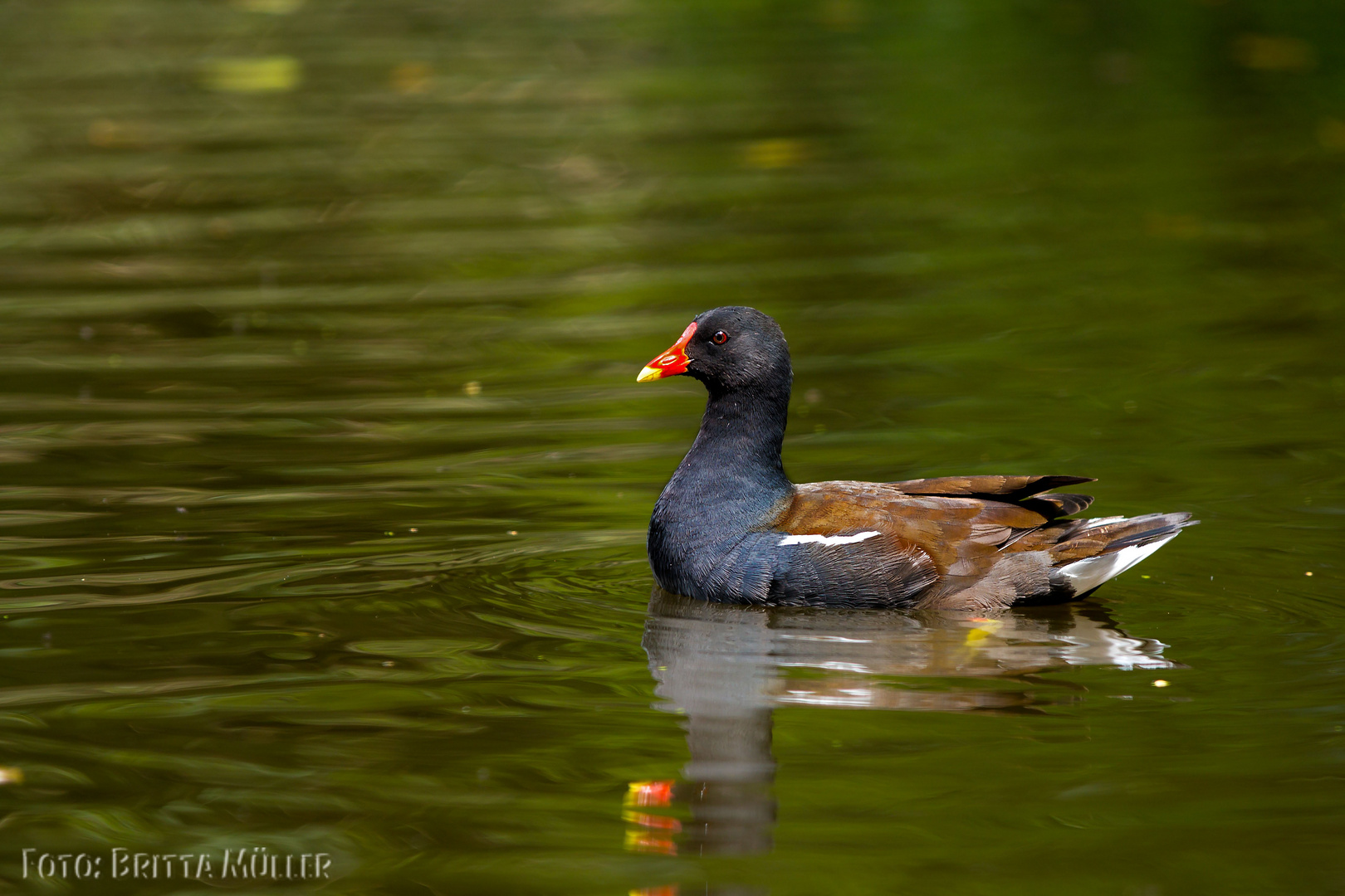 Teichralle im Loemühlenteich