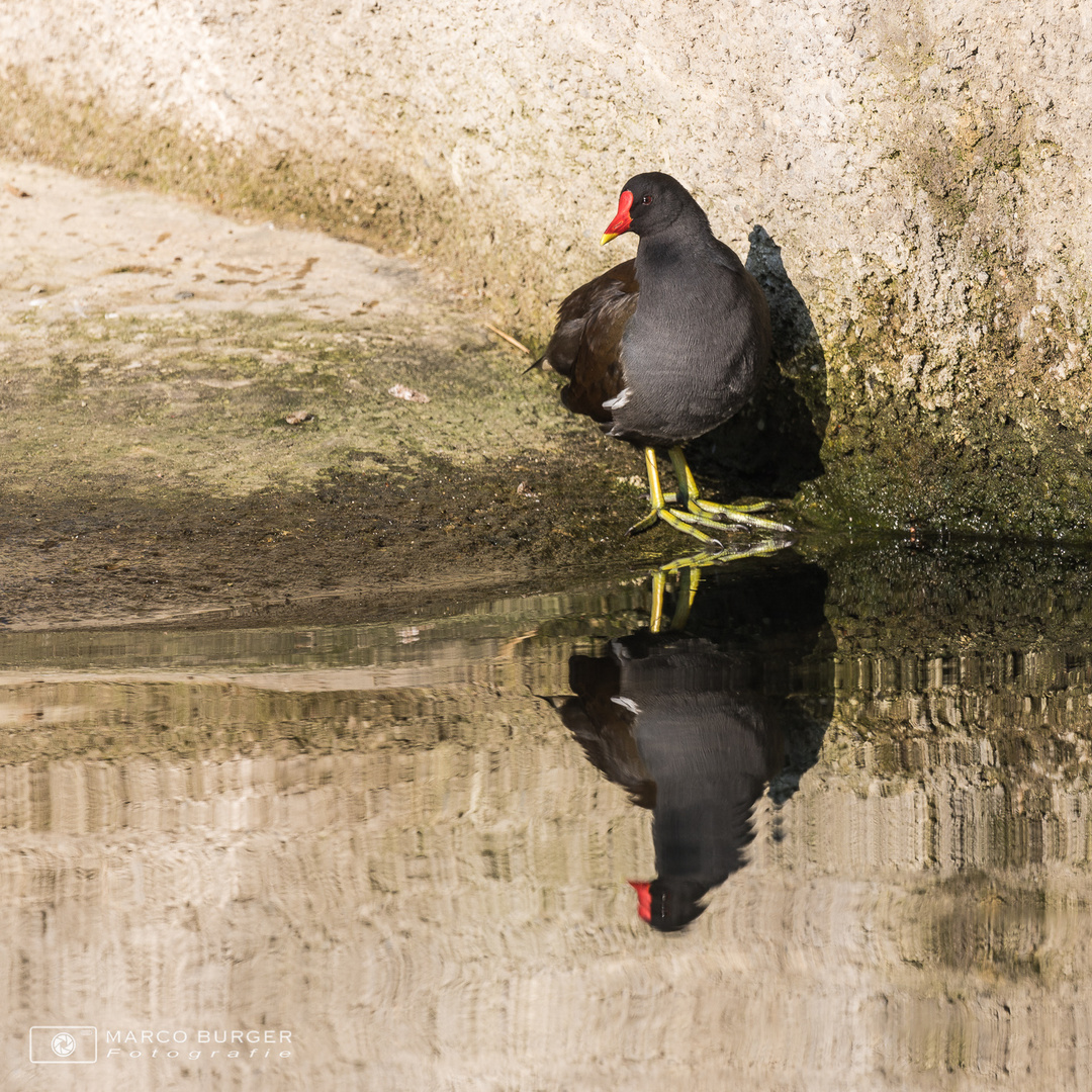 Teichralle im Spiegelbild